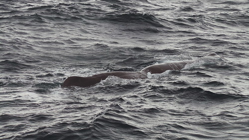 2013-0721 789 Andenes walvis 37 eerste duik