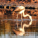 Ibiza - A Flamingo with its reflection