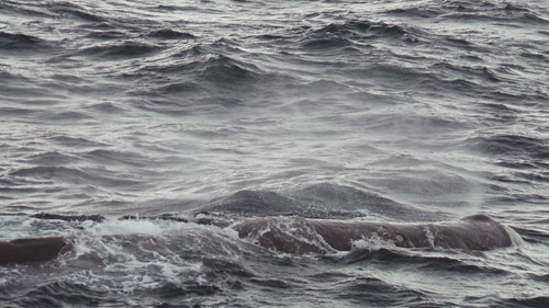 2013-0721 788 Andenes walvis 37 eerste duik