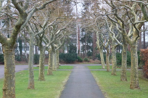 Plataner på Risbjerg Kirkegård