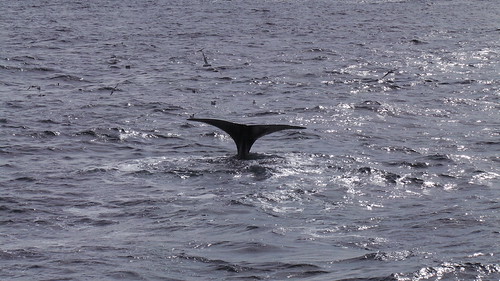2013-0721 809 Andenes tweede duik walvis 37