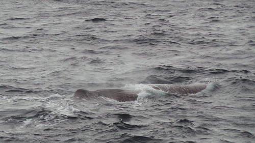 2013-0721 793 Andenes walvis 37 eerste duik