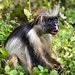 Zanzibar red colobus monkey