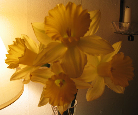 daffodils-004