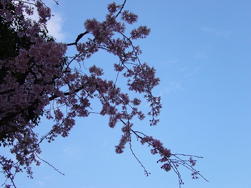 枝垂桜は、満開