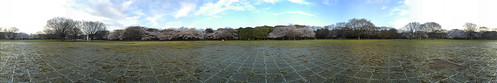 Cherry Blossom - Panorama