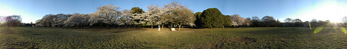 Cherry Blossom - Panorama 3