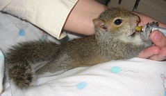Baby Squirrel Feeding