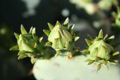 prickly pear blooms2
