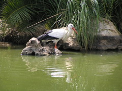 Cegonha-branca (ciconia ciconia)