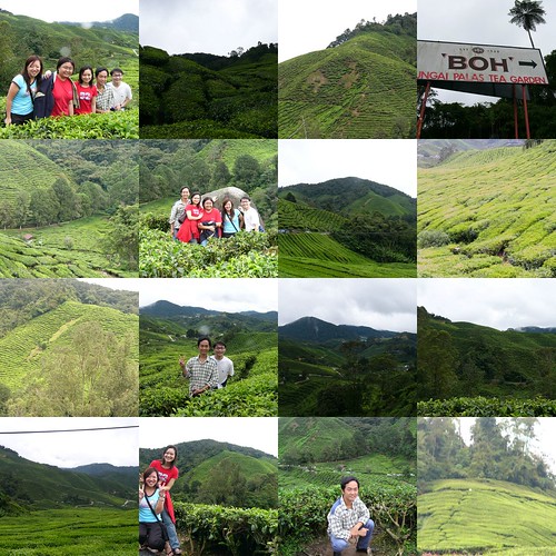 Boh tea plantation