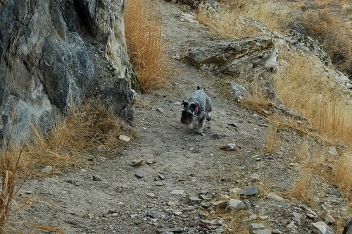 Nickey headed up the trail to Lovelock Cave, Happy Furry Friday