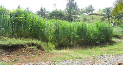 Rumput Gajah King Grass (Pennisetum purpureum cv. King Grass) di desa Cimahi, kec. Caringin, kab. Garut.