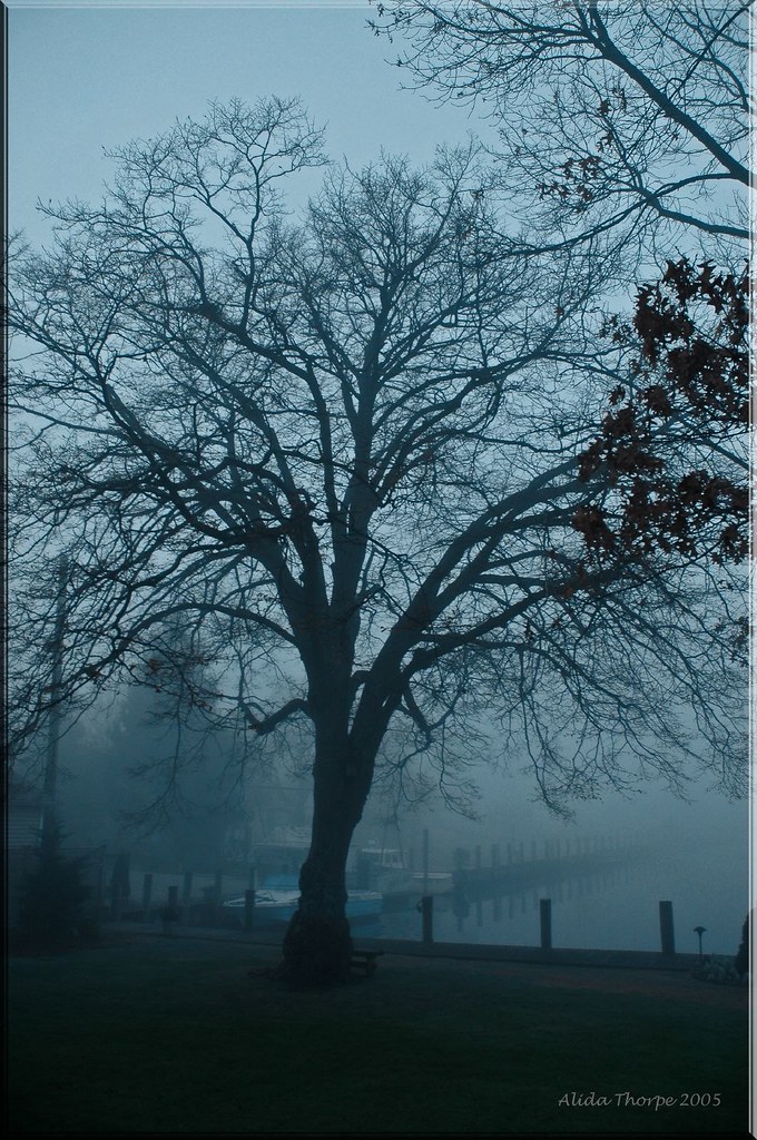 Linden Tree in Fog