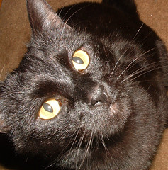 Oscar: black cat