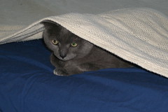 Artemis helping me make the bed
