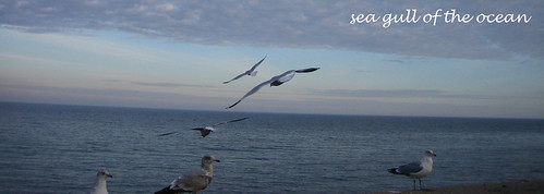 sea gull of the ocean