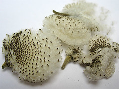 Japanese Anemone seeds