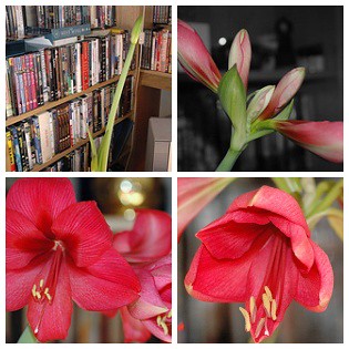 pictures of amaryllis