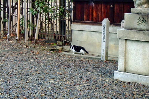 神社の猫