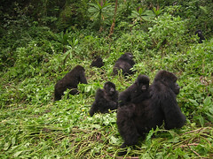 Gorilla Troop, by Flip Kromer