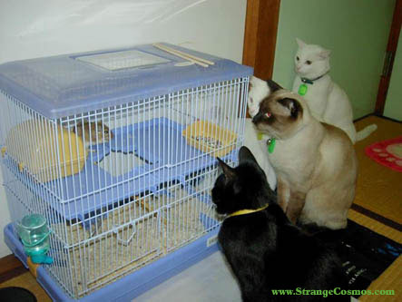 cats staring at gerbil in cage fascinated