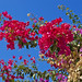 Ibiza - flowers sky costa nikon foto ibiza cielo 40mm fiori eivissa albero hdr luce cala controluce iphone d60 baleari calatarida micro40mm