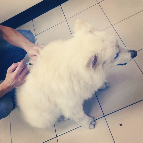 注射狂犬病、八合一疫苗(20130516) Vaccinating #熊寶 #dog #dogdaily #doglife #dogstagram #instadog #vet