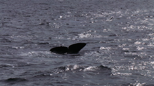 2013-0721 815 Andenes tweede duik walvis 37