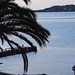 Ibiza - Palm Silhouette