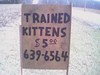 trained kittens