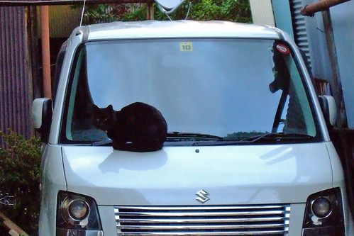 車上猫