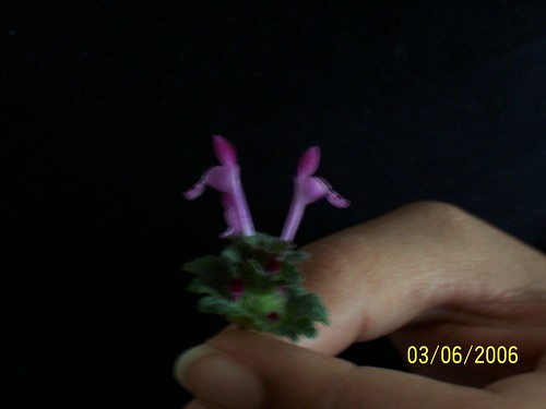 Asi's Flower