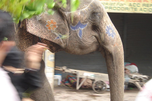 Elephant on Holi