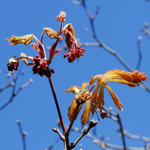 Acer Palmatum in bloom