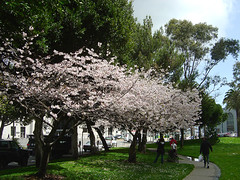 Cherry blossom - Kirschblüte