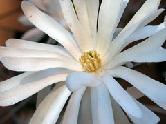 white flower 2