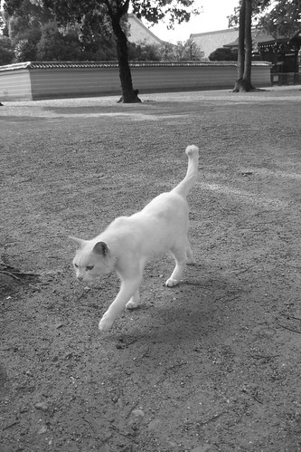 白黒写真の白猫