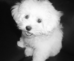 gilby in black and white at 4 months