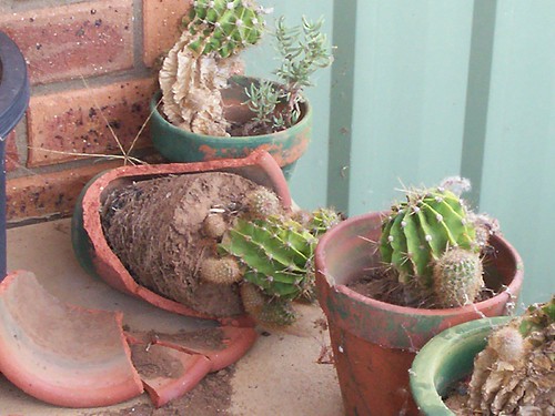 Cactus on the veranda