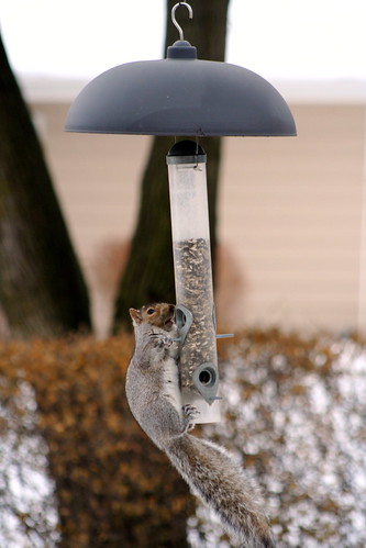 squirrel on squirrel-proof bird feeder