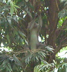 Monkeys spotted at Yishun Park_c_020106