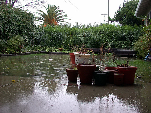 A pond in the backyard