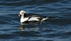 Long-Tailed Duck (male)