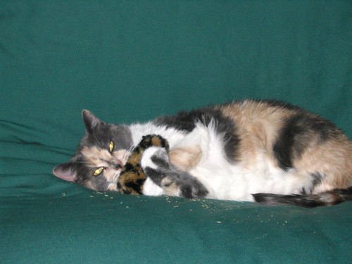 Patches with catnip toy