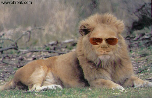 Kiefer Lion