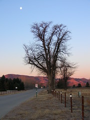 White Moon, Black Tree, Red Hills