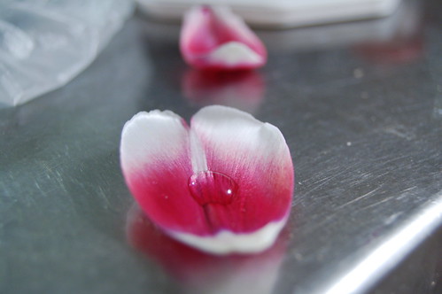 Tulip petal