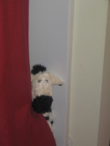 Zebra hiding behind curtain