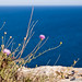Formentera - Flower power